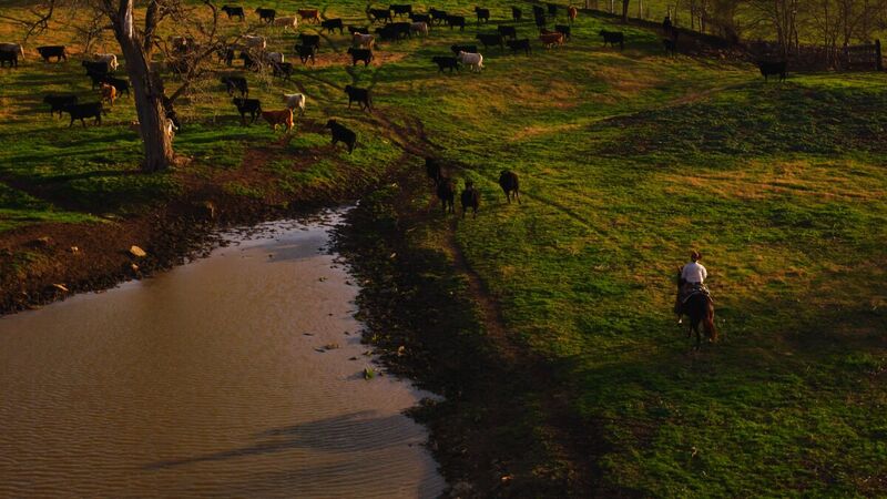 Rider on horseback pushing cattle across a Texas pasture, seen from the air
